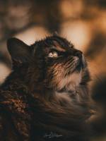 Thomas DEROISSART - SPARCK PHOTOGRAPHIE